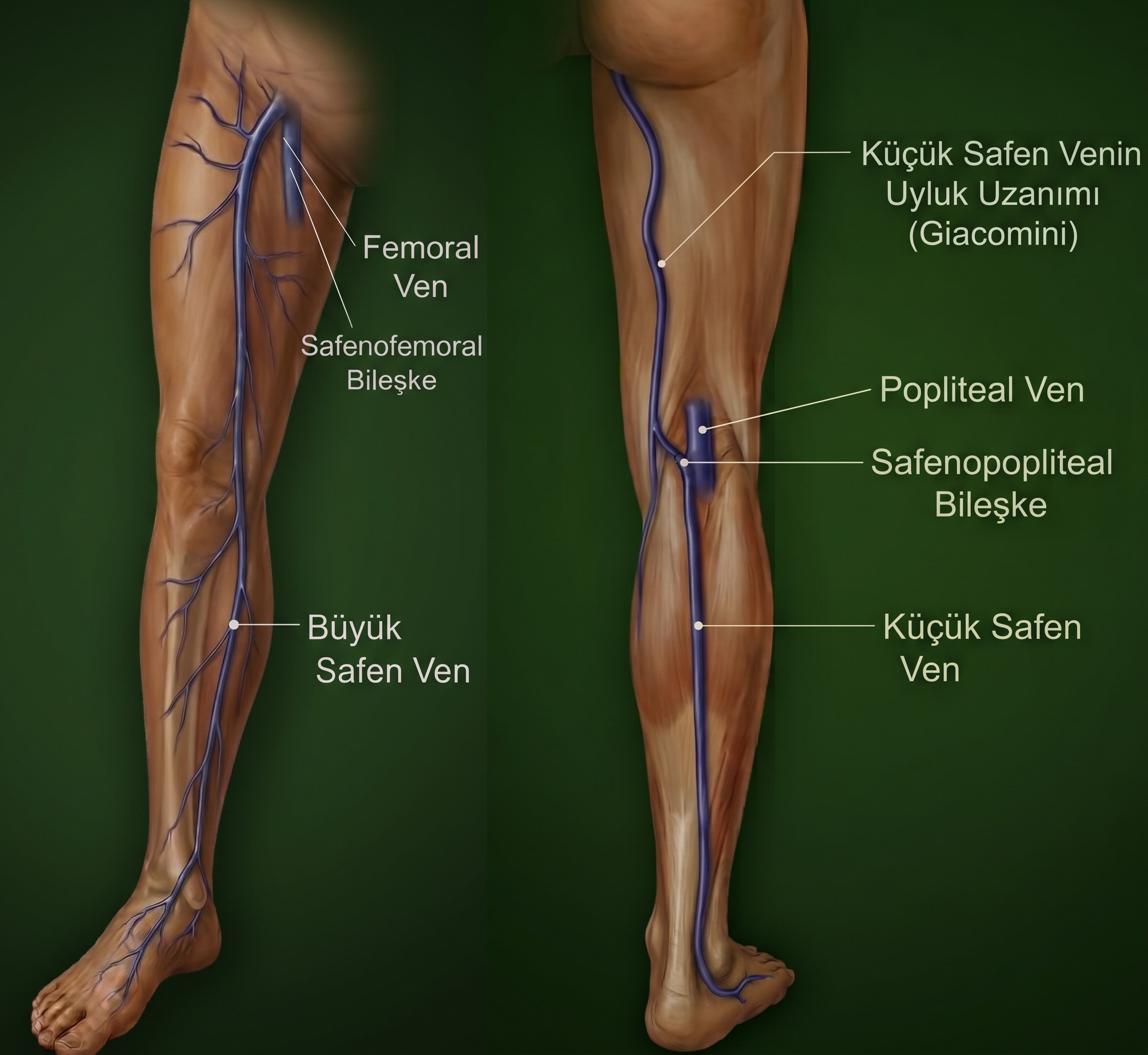 Büyük ve küçük safen venlerin anatomik çizimleri